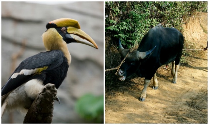 Do You Know The Animal-Bird Mascots Of Your State?
